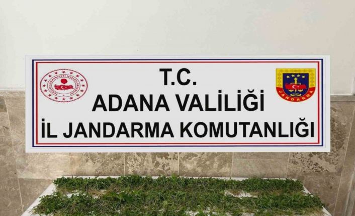 Adana’da 3 bin 250 kök Hint keneviri ele geçirildi