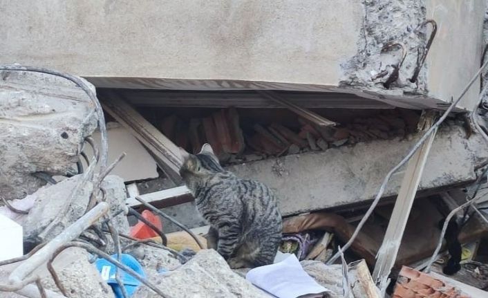 Adıyaman’da deprem sonrası kediler enkazı terk etmiyor