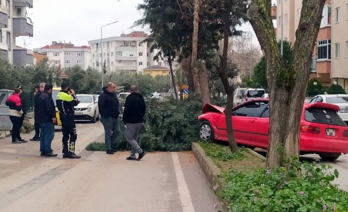 Alkollü sürücü ağacı devirerek durabildi