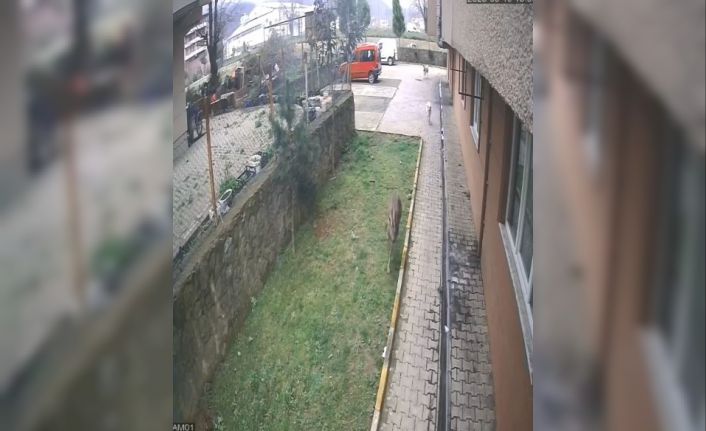 Artvin’de köpeklerin kovaladığı karacayı site sakinleri kurtardı