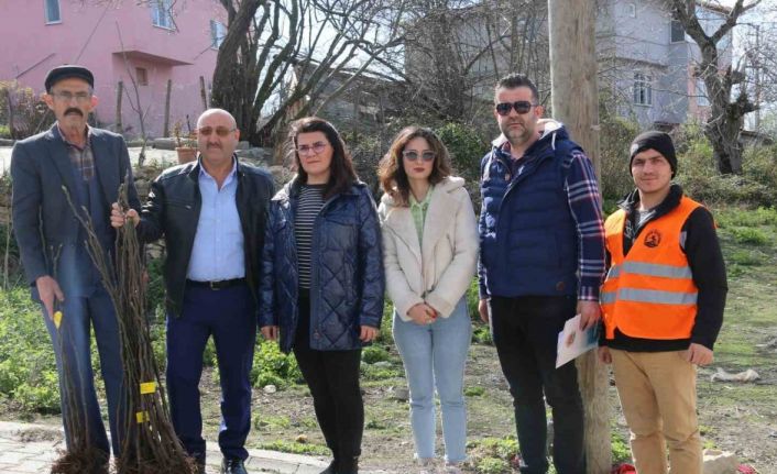 Atakum’da çiftçiye 1000 incir fidanı desteği