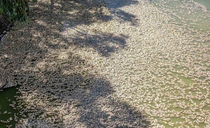 Avustralya’daki nehirde bulunan yüz binlerce ölü balık temizleniyor