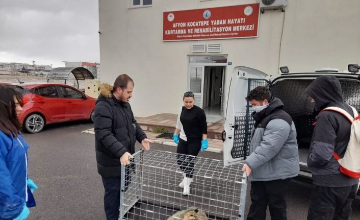 Bacağı kırık halde bulunan tilki tedavi edildi