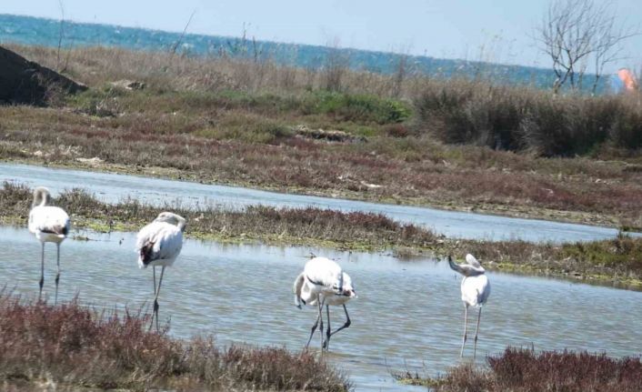 Balıkesir sahillerinde Flamingo güzelliği yaşanıyor