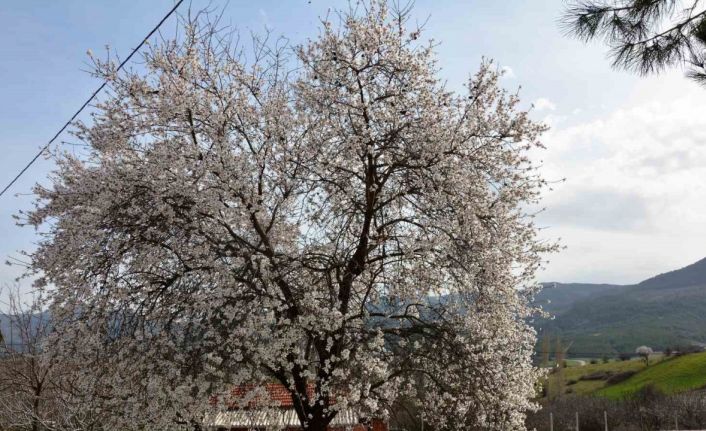 Balıkesir’de ağaçlar erken çiçek açtı