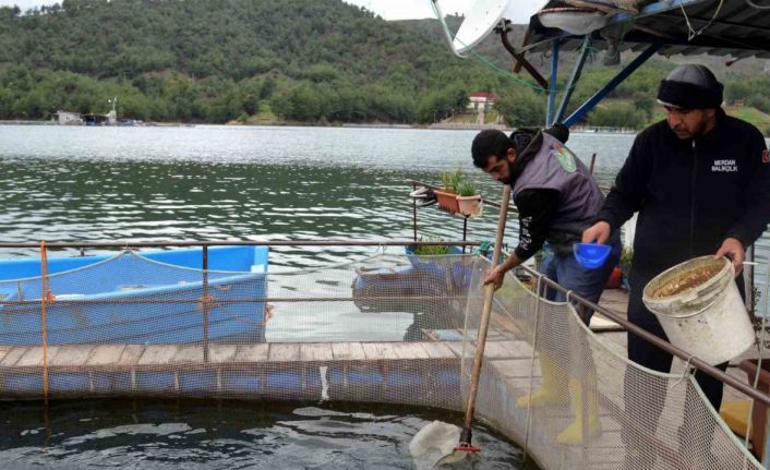 Deprem balık ihracatını da vurdu: Üretim 7 milyon ton azalacak