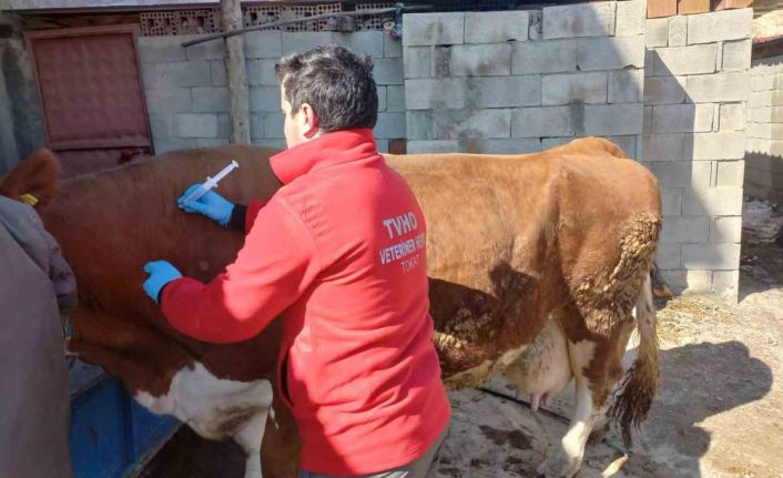 Depremde hayvanların da yaraları sarıldı