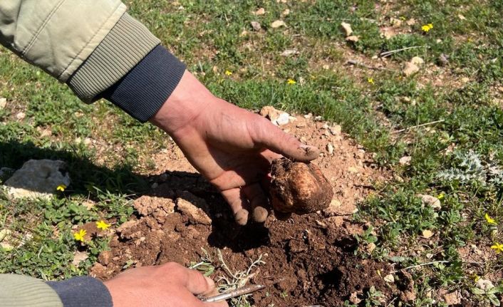 Doğada kendiliğinden yetişiyor, birçok ailenin geçim kaynağı oluyor