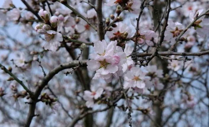 Edirne’de badem ağaçları erken çiçek açtı