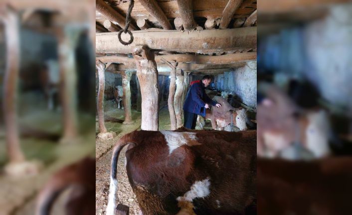 Elazığ’da şap hastalığına karşı 59 bin 800 hayvan aşılandı