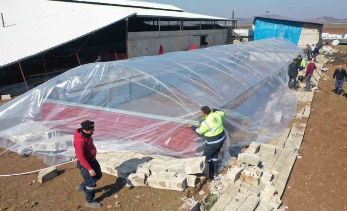 Erdemli Belediyesi ağıl yaptı, hayvanlar soğuktan ölmekten kurtarıldı