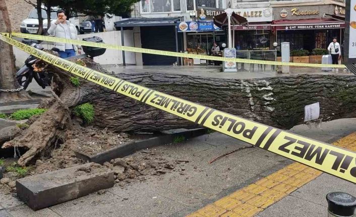 Fatih’te çürüyen ağaç iki otomobilin üzerine devrildi