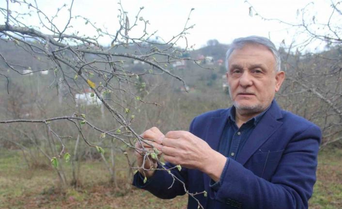 Fındık için kış kurak geçince nisan yağmurları bekleniyor