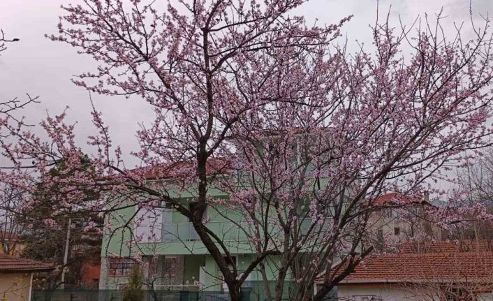 Karabük’te badem ağaçları çiçek açtı