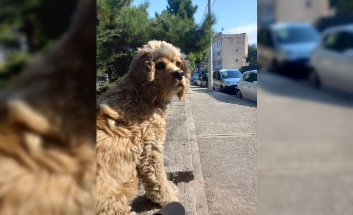 Köpeğini 5 kez buldu, 6. kez çaldılar