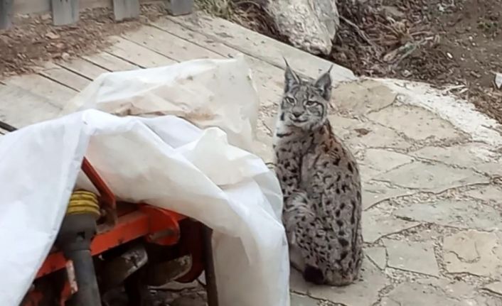 Köy evinin bahçesine giren vaşak kameraya takıldı