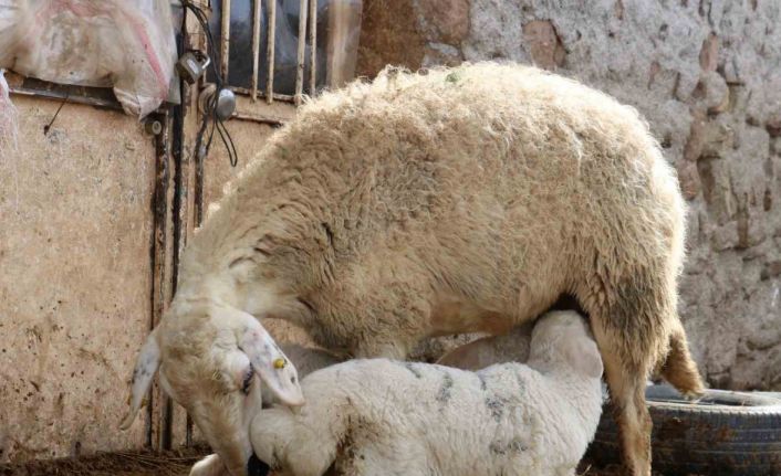 Kuzuların anneleriyle buluştuğu anlar görenlere tebessüm ettirdi