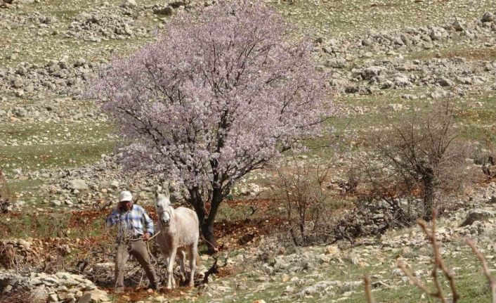 Mardin’de bahar görsel şölen oluşturdu