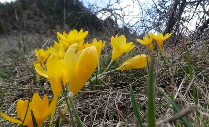 Mudurnu’da çiğdemler görsel şölen sunuyor