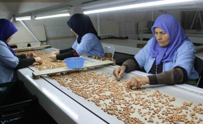 Osmaniye’de fabrikalar yer fıstığı üretimi için mesai yapıyor