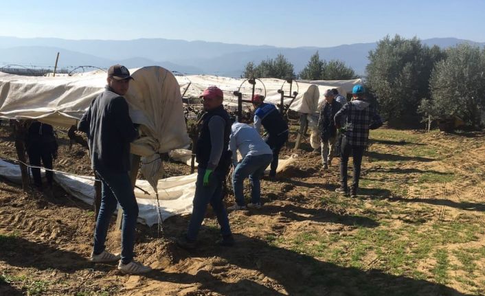 Sarıgöl’de uyanan üzüm bağları koruma altına alındı