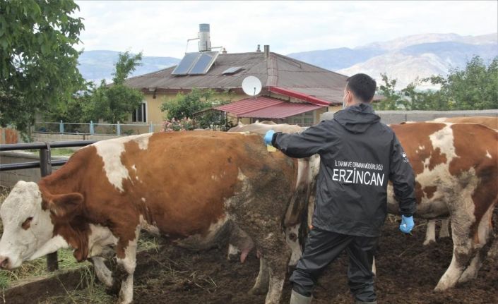 SAT-2 serotipi şap hastalığı korunma yöntemleri