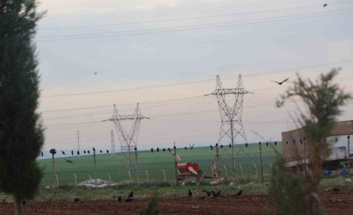 Silopi’de kargalar tarlaları istila etti