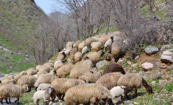 Sınırda baharın gelişiyle ahırlardan çıkarılan hayvanlar meraya salındı