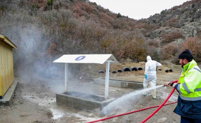 Sokak hayvanlarının beslenme noktaları dezenfekte ediliyor