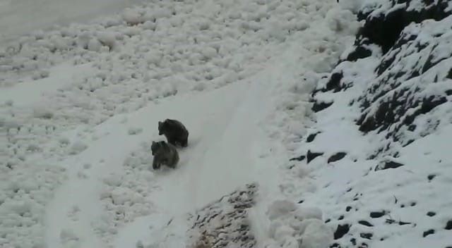 Tunceli’de boz ayıların kar keyfi