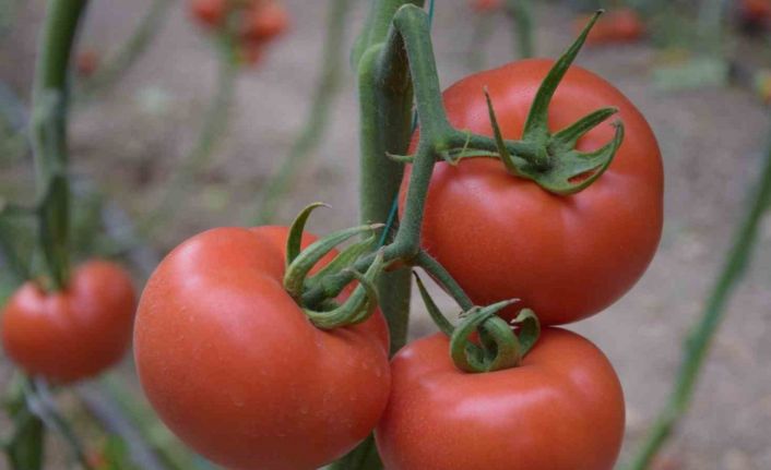 Yerli ve milli tohumdan üretilen domatesler çiftçiye tanıtıldı