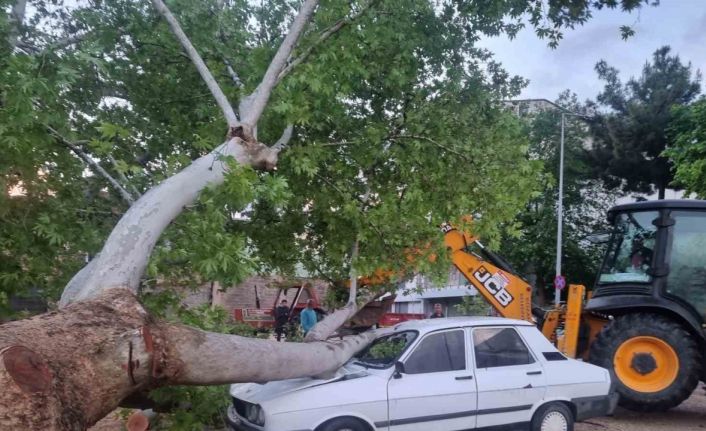 10 dakikalık yağış ağacı devirdi, dereleri taşırdı