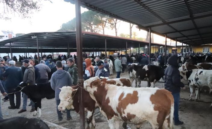 Aydın’da 50 gün aradan sonra hayvan pazarları açıldı