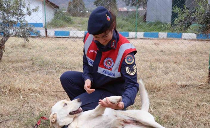 ’Cesi’ depremden 73 gün sonra sahibine teslim edildi