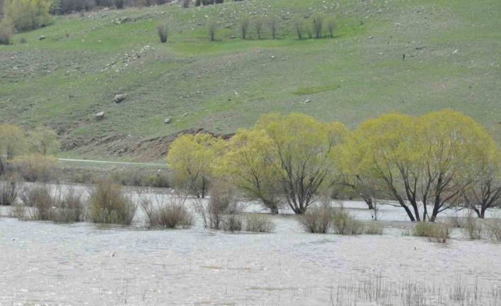 Kars’ta ağaçlar baraj suları altında kaldı