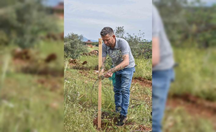 Kepez’den geleceğe zeytin yatırımı