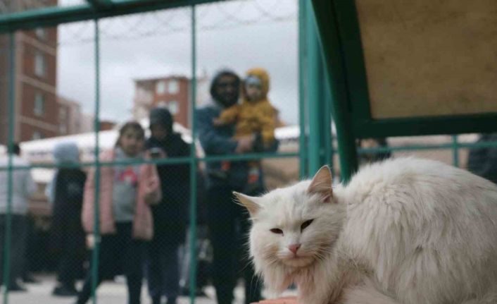 Küçük Dostlar Kedi Kasabası Açıldı