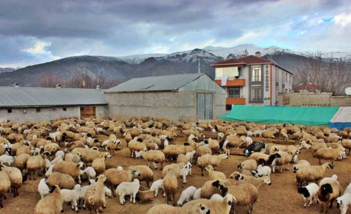 Kuzuların annelerine kavuşma anları