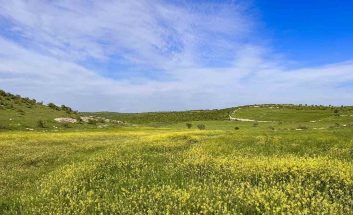 Mardin’de tarım arazilerinde renk cümbüşü