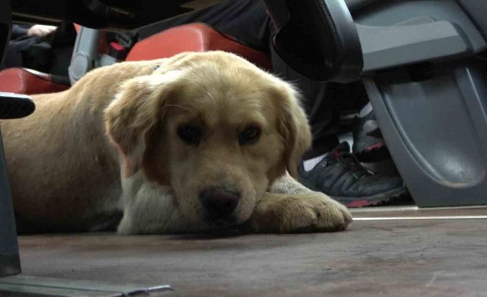 Otobüsteki inatçı köpek polisin uyarısıyla indi