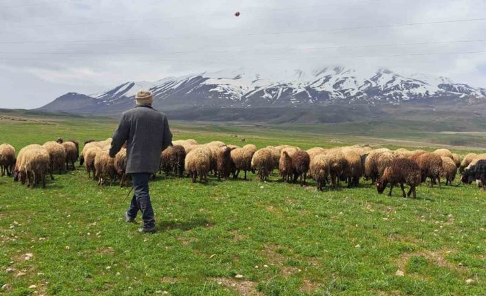 Sürülerin Süphan Dağı’na yolculuğu başladı