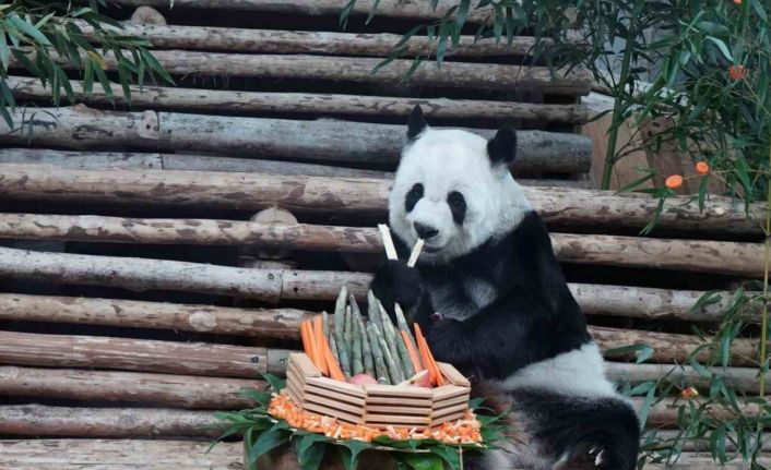 Tayland’da dev panda Lin Hui 21 yaşında hayatını kaybetti