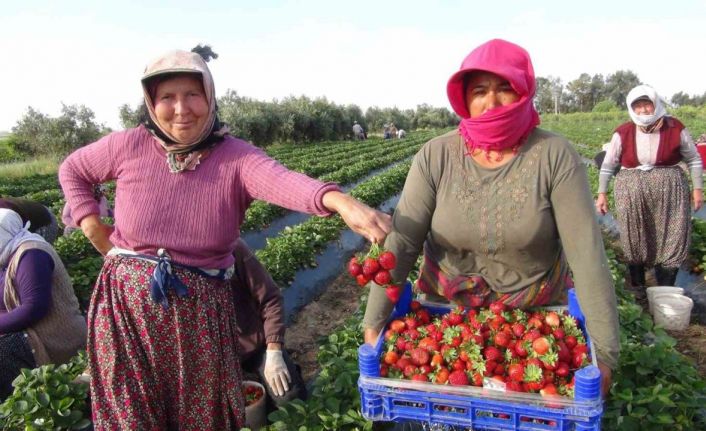 Türkiye’nin çilek deposundan ihracat başladı