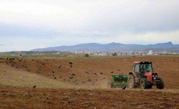 Türkiye’nin hububat şehrinde ekimler başladı, dikkati ise kargalar çekti