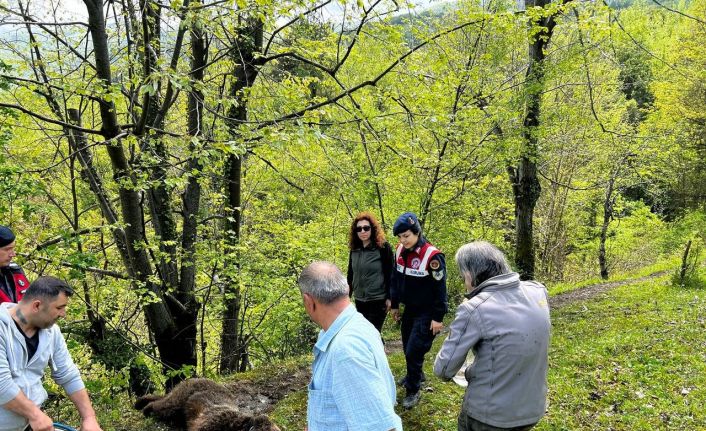 Yaralı ayının imdadına ekipler yetişti