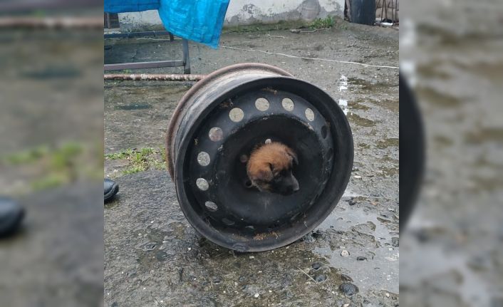 Yavru köpek başını janta sıkıştırdı