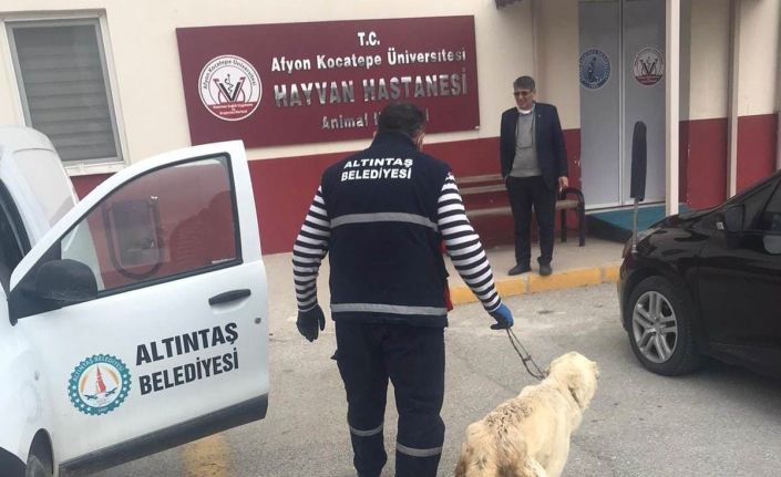 Altıntaş Belediyesi yarlı köpeği tedavi ettirdi