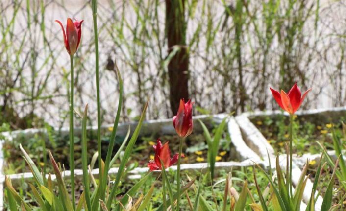 Avrupa’dan getirilen ‘yitik lale’ 127 yıl sonra Amasya’da çoğaltılmaya başlandı