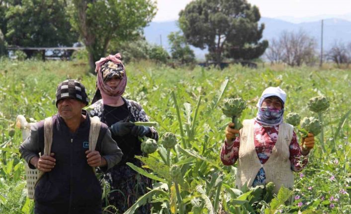 Aydın’da enginar hasadında sona yaklaşıldı