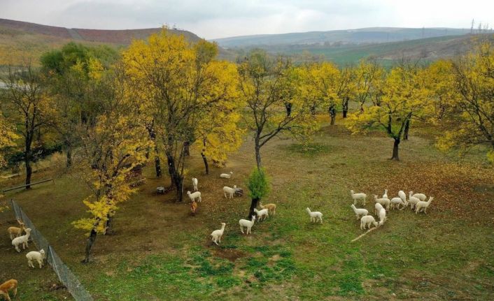 Azerbaycan, Türk turistlerin tatil rotası oldu